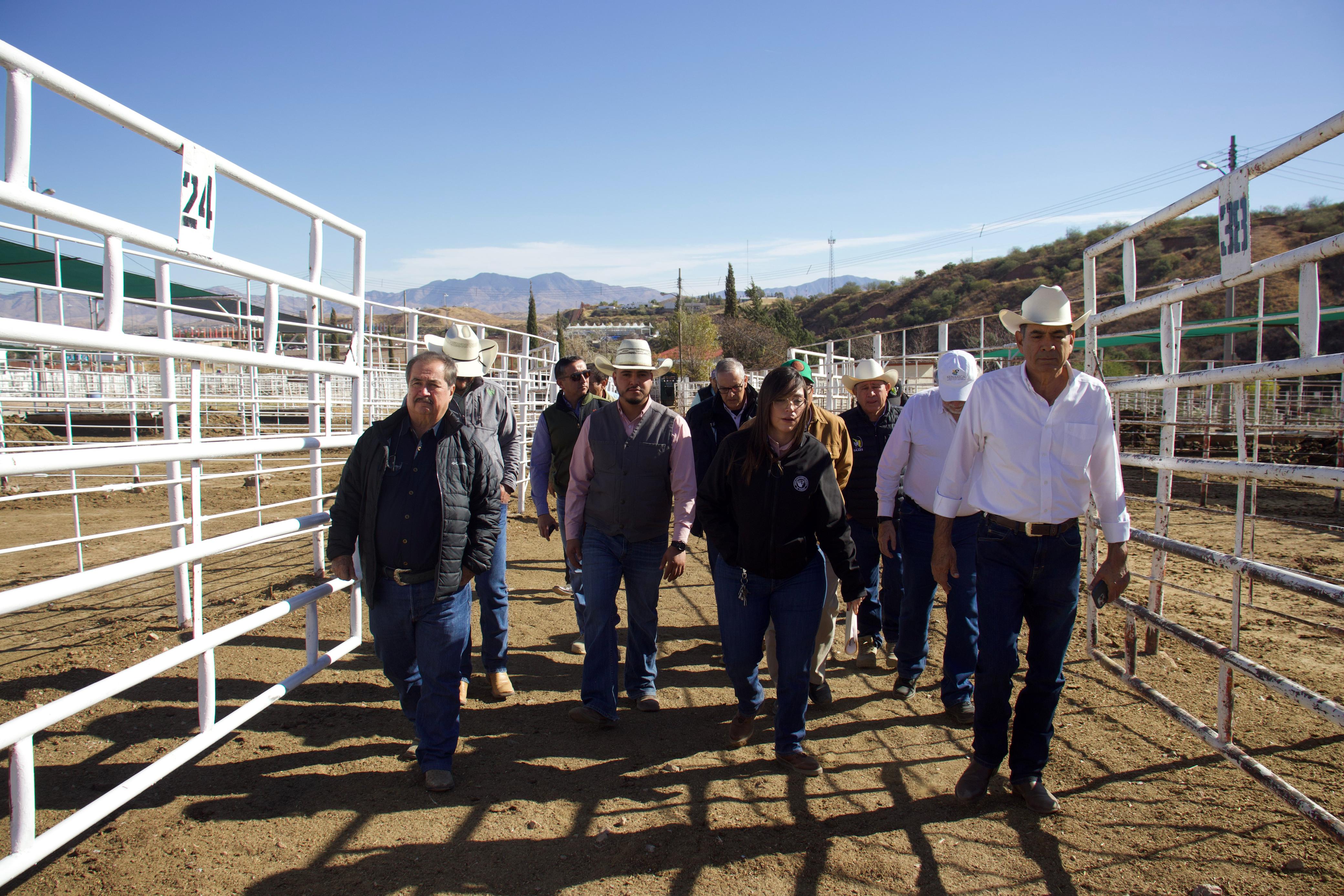 Gobierno de Sonora listo para recibir inspección de EU y reanudar exportación de ganado 